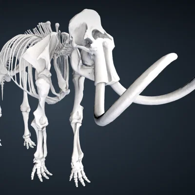 Mammuthus primigenius (Blumbach) – Bản scan bộ xương voi ma mút