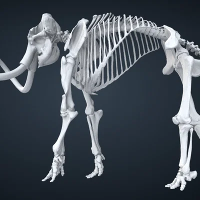Mammuthus primigenius (Blumbach) – Bản scan bộ xương voi ma mút