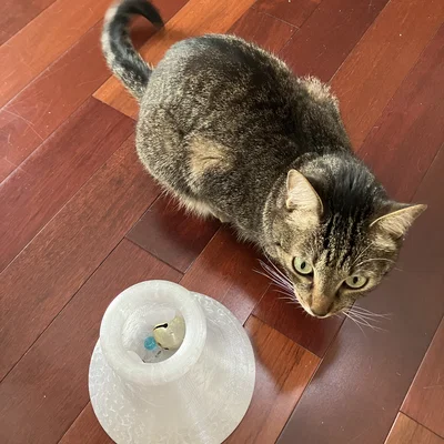 Đồ chơi cho mèo thông minh - Cải thiện kỹ năng săn mồi (Cat Toy)