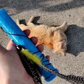 Kiếm Mèo Telescoping - Đồ Chơi Cần Câu Mèo Rút Gọn! - Thumbnail 3