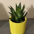 Chậu cây cảnh 3D thiết kế tối giản, hiện đại và sang trọng - Thumbnail 1