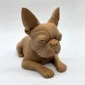 Mô hình chú chó Boston Terrier đang nằm - Thumbnail 2