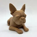 Mô hình chú chó Boston Terrier đang nằm - Thumbnail 7