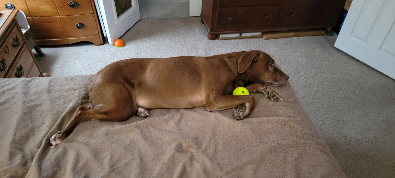 Bóng Đồ Chơi Cho Chó - In TPU Dễ Dàng - Image 2