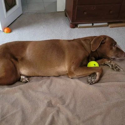 Bóng Đồ Chơi Cho Chó - In TPU Dễ Dàng