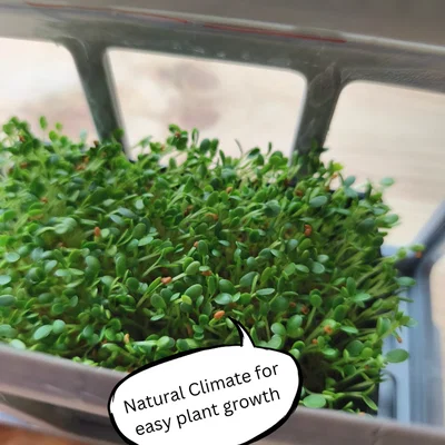 Nhà Kính Lắp Ráp Với Cửa Sổ Tưới Nước Thông Minh