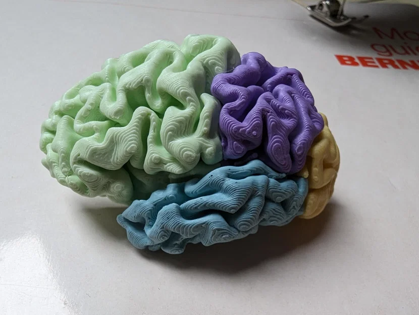 Não Bộ Tách Phần (Brain in Parts) - Image 2