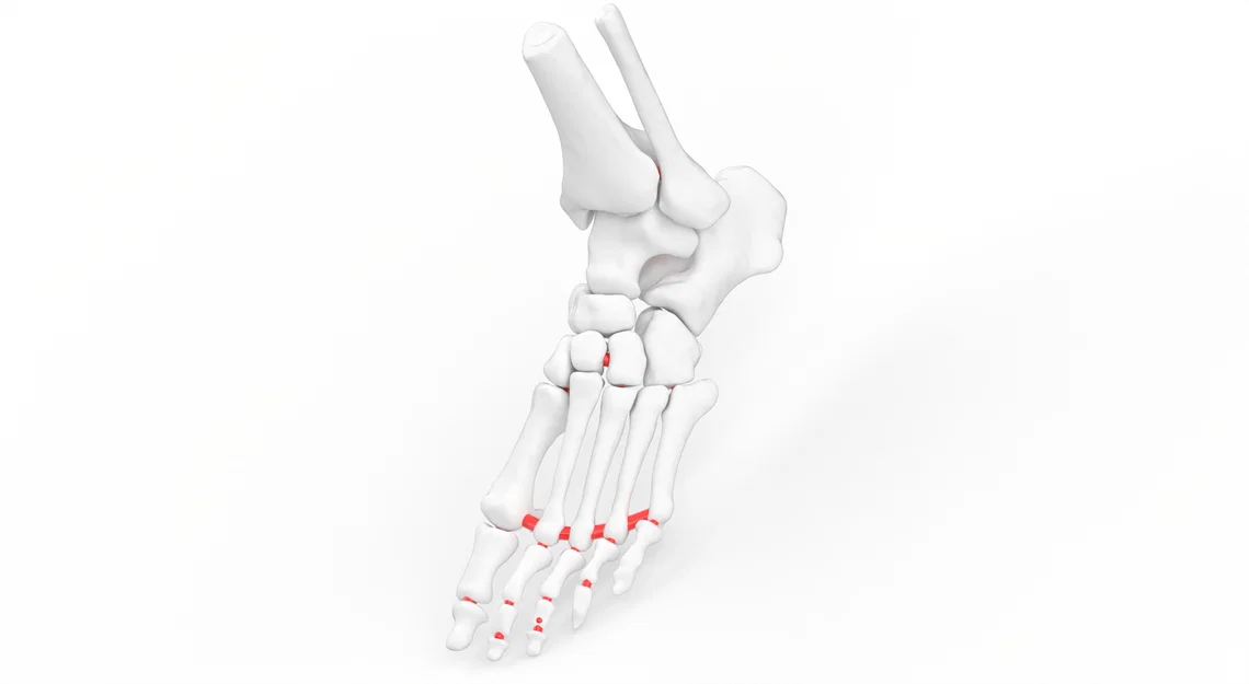 Mô hình cẳng chân linh hoạt kích thước thật phục vụ giáo dục - Image 1