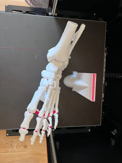 Mô hình cẳng chân linh hoạt kích thước thật phục vụ giáo dục - Image 3