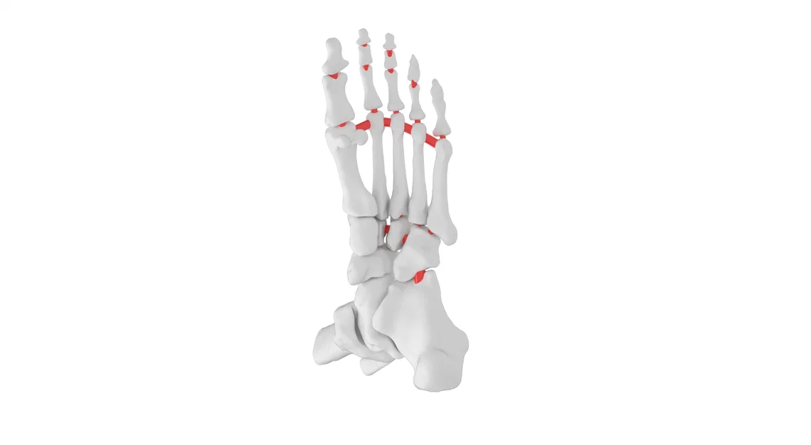 Mô hình cẳng chân linh hoạt kích thước thật phục vụ giáo dục - Image 5