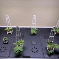 Chân Đỡ Cây Tối Ưu cho Rise Gardens - Thumbnail 3