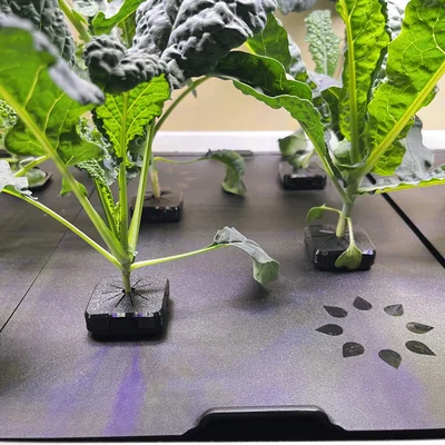 Nắp che Net Cup cho Rise Gardens