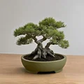 Chậu Bonsai Tròn (Round Bonsai Pot) - Thumbnail 1