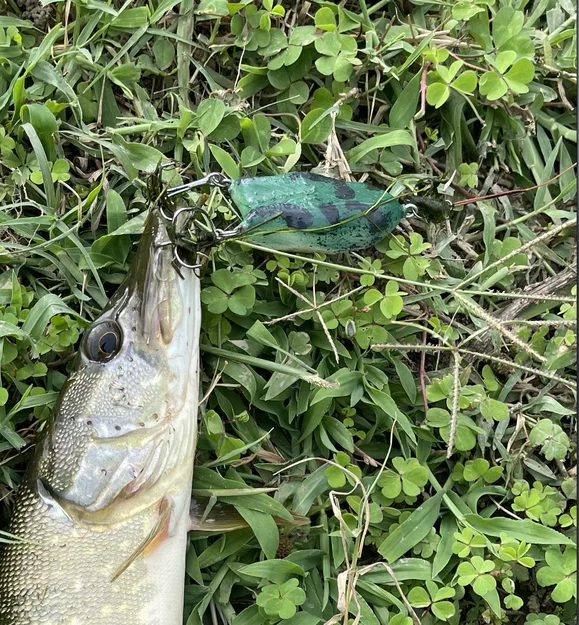 Mồi Câu Ếch (Frog Fishing Lure) - Image 6