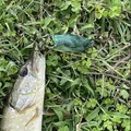Mồi Câu Ếch (Frog Fishing Lure) - Thumbnail 6