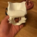 Đầu Lâu Người Sói Kèm Chân Đế (Werewolve Skull with Stand) - Thumbnail 8