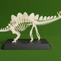 Bộ Kit Card Xương Stegosaurus (Stegosaurus Skeleton Kit Card) - Thumbnail 2