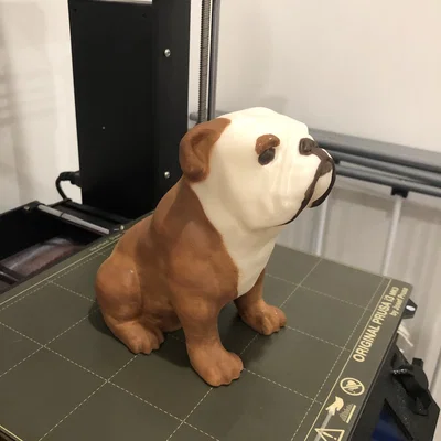 Chó Bulldog Anh Ngồi (Sitting English Bulldog)