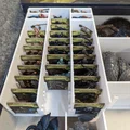 Mansions of Madness 2nd Edition: Insert cho Bản Gốc và Các Bản Mở Rộng - Thumbnail 28