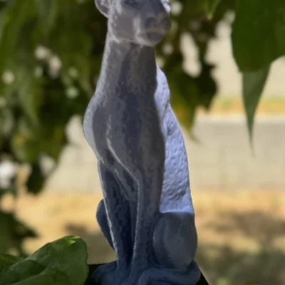 Báo gê-pa ngồi (Sitting Cheetah)