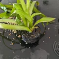 Chậu trồng cây thủy sinh Aquarium RootGuard Planter Pot (No support) - Thumbnail 4