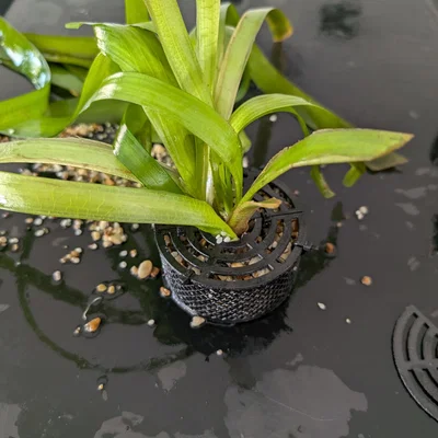 Chậu trồng cây thủy sinh Aquarium RootGuard Planter Pot (No support)