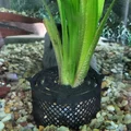 Chậu trồng cây thủy sinh Aquarium RootGuard Planter Pot (No support) - Thumbnail 5
