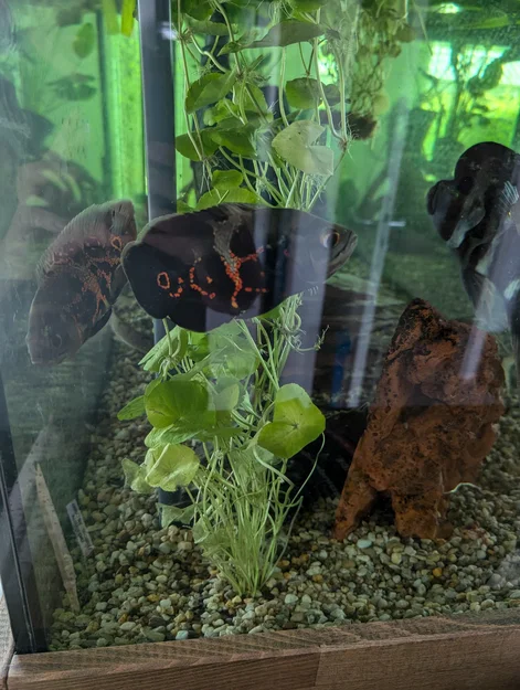 Chậu trồng cây thủy sinh Aquarium RootGuard Planter Pot (No support) - Image 6