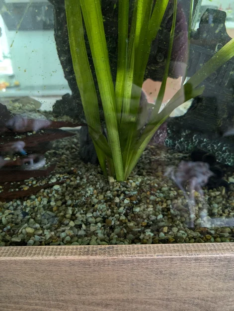 Chậu trồng cây thủy sinh Aquarium RootGuard Planter Pot (No support) - Image 7