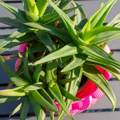 Bình hoa Bubbly Vase thiết kế 3D độc đáo trang trí không gian sống