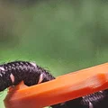 Bộ tăng căng dây thừng “The only rope tensioner you will ever need V2” - Thumbnail 13