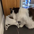Bệ nâng tô thức ăn cho mèo (Cat food bowl riser) - Thumbnail 1