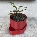Chậu Cây Cảnh 3D (Planter) - Thiết Kế Đẹp, Dễ In, Không Cần Support - Thumbnail 1