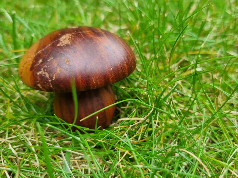 Mô hình nấm trang trí 3D tinh tế phong cách mộc mạc - Image 1