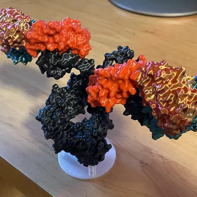 Mô hình kháng thể IgG (IgG antibody model)