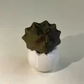 Mô hình chú khủng long Triceratops đang nở từ trứng đáng yêu - Thumbnail 2
