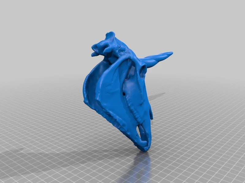 Sọ Kỳ Lân (Unicorn Skull) realistic - Image 7