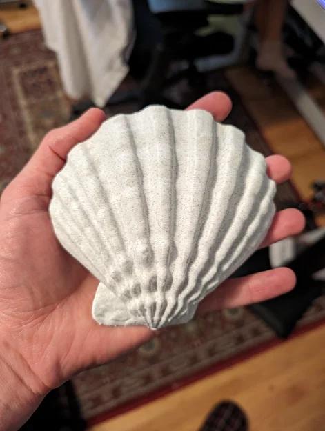 Bản quét 3D vỏ sò Lions Paw Scallop (Lions Paw Scallop Seashell 3d Scan) - Image 1
