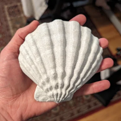 Bản quét 3D vỏ sò Lions Paw Scallop (Lions Paw Scallop Seashell 3d Scan)