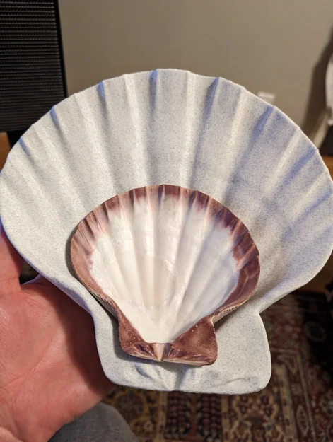Bản quét 3D vỏ sò Lions Paw Scallop (Lions Paw Scallop Seashell 3d Scan) - Image 4