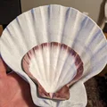 Bản quét 3D vỏ sò Lions Paw Scallop (Lions Paw Scallop Seashell 3d Scan) - Thumbnail 4