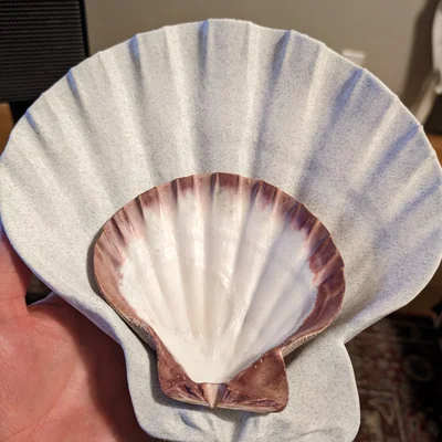 Bản quét 3D vỏ sò Lions Paw Scallop (Lions Paw Scallop Seashell 3d Scan)