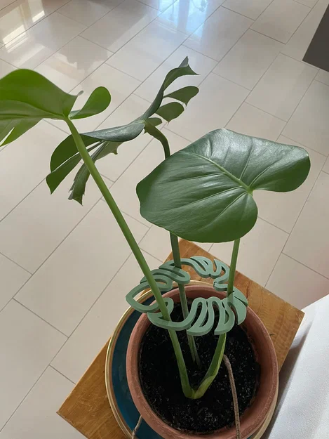 Kẹp giữ thân cây Monstera - Phụ kiện in 3D trang trí cây cảnh - Image 4