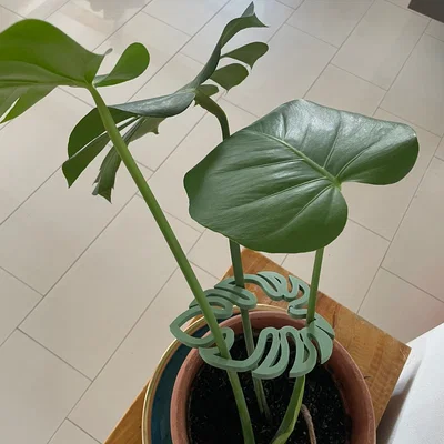 Kẹp giữ thân cây Monstera - Phụ kiện in 3D trang trí cây cảnh
