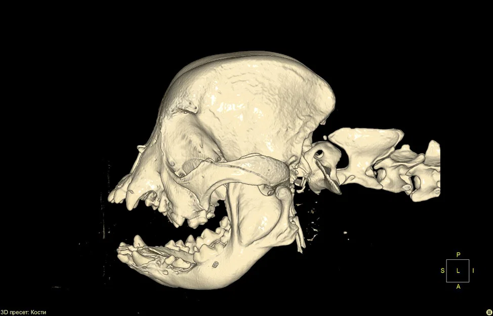 Mô hình hộp sọ chó French Bulldog chuẩn xác từ dữ liệu CT - Image 1