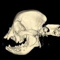 Mô hình hộp sọ chó French Bulldog chuẩn xác từ dữ liệu CT - Thumbnail 1