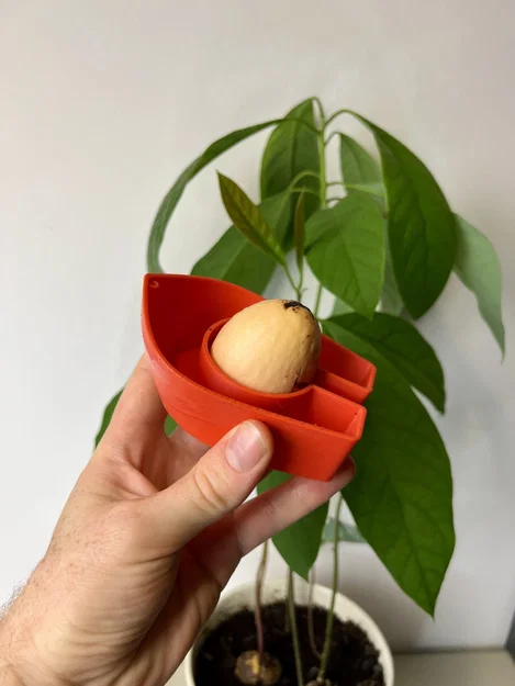 Avocado Boat 3.0 - Tự trồng cây bơ của bạn! - Image 2