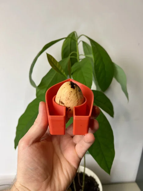 Avocado Boat 3.0 - Tự trồng cây bơ của bạn! - Image 3