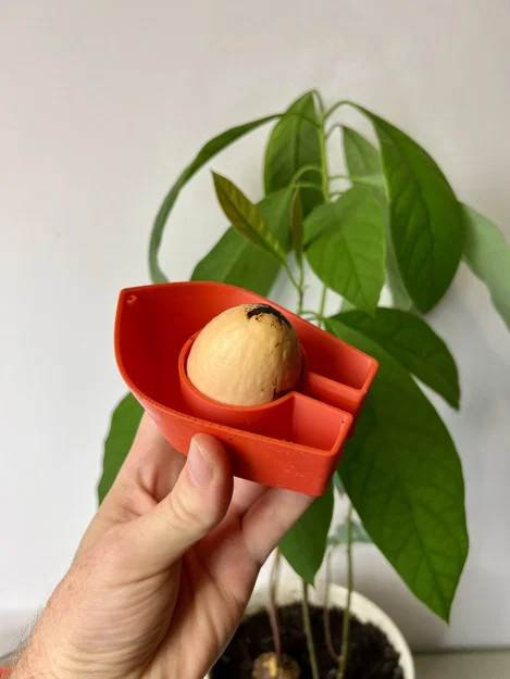 Avocado Boat 3.0 - Tự trồng cây bơ của bạn! - Image 4