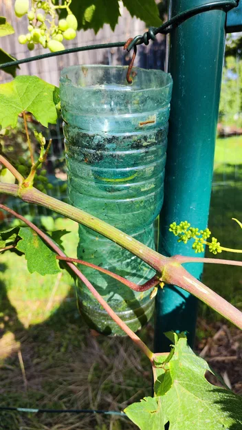 Bẫy ong bắp cày – nắp bẫy gắn chai PET - Image 7